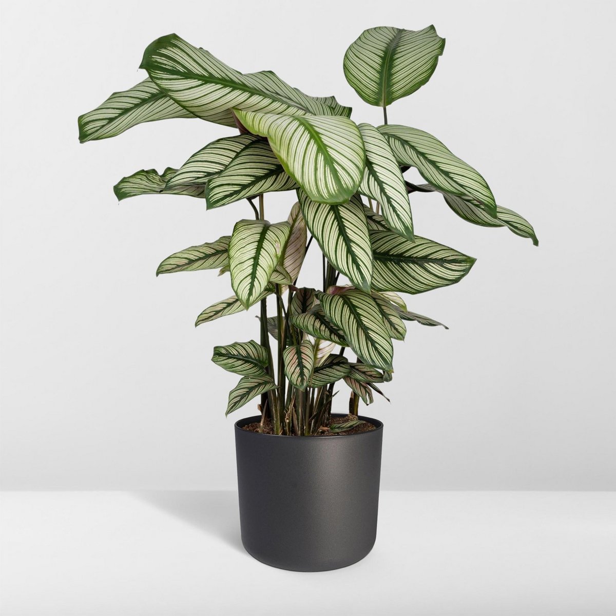 Calathea Whitestar - Peacock plant - 50cm - Ø19