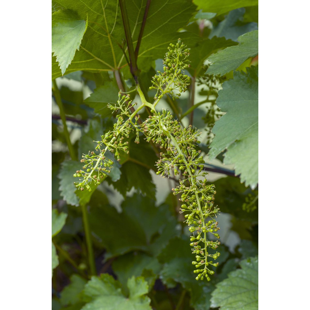 Vitis vinifera 'Johanniter' - ↕45cm - Ø13
