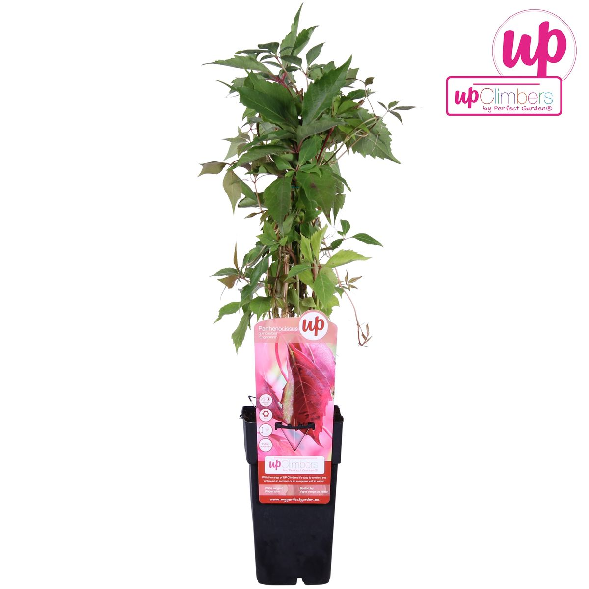 Parthenocissus q. var. 'Engelmannii' - ↕65cm - Ø15