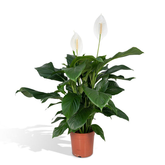 Spathiphyllum - Peace Lily - ø19cm - ↕80cm