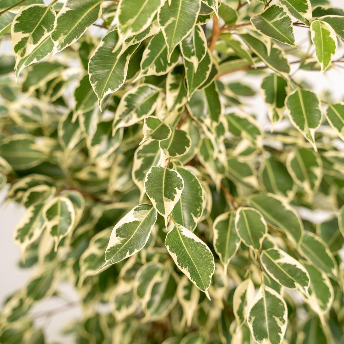 Ficus benjamina Twilight - Ø21cm - ↕95cm