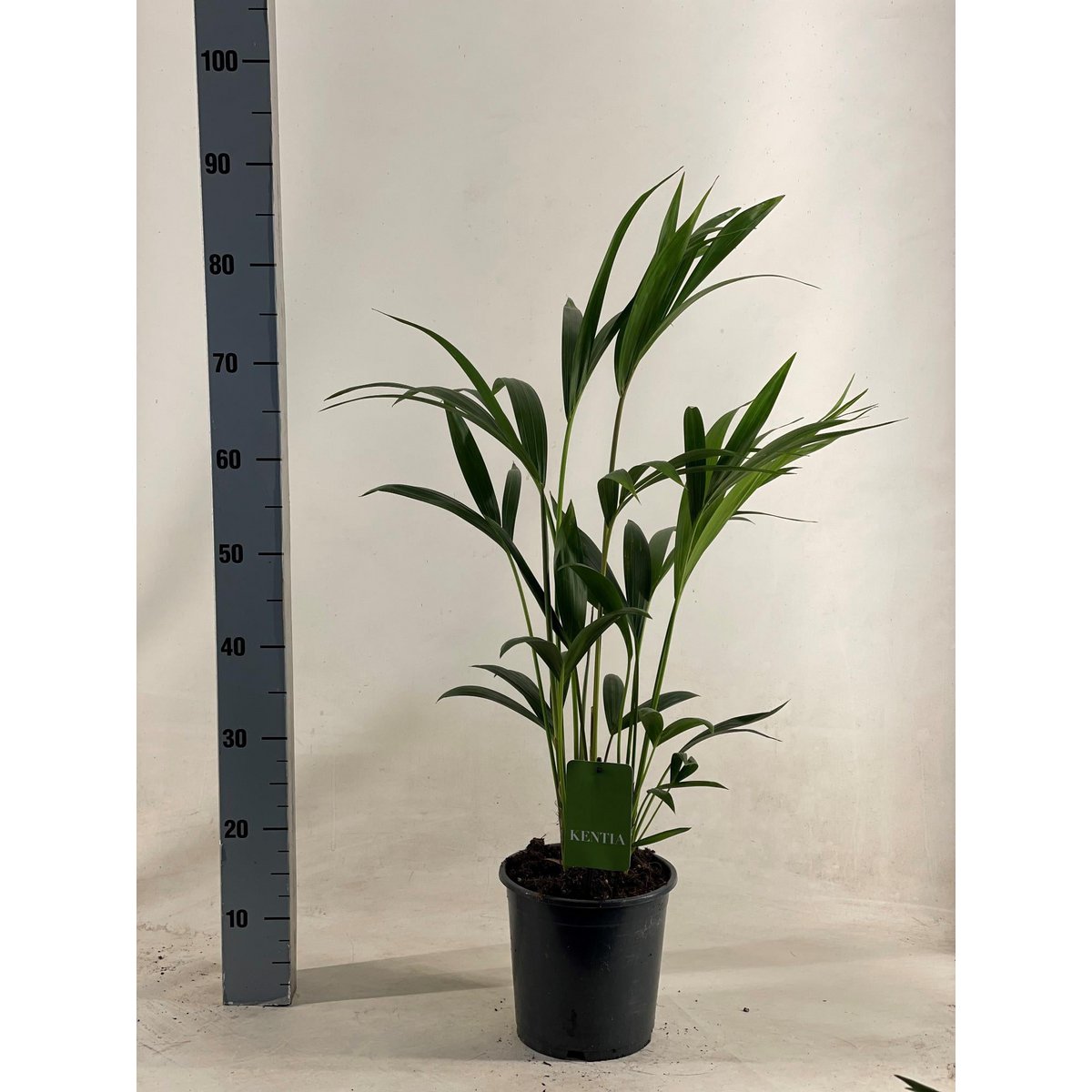 Howea Forsteriana - Ø19cm - ↕90cm