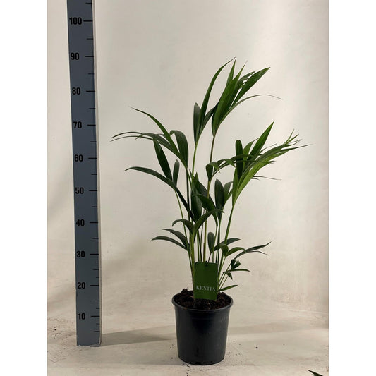 Howea Forsteriana - Ø19cm - ↕90cm