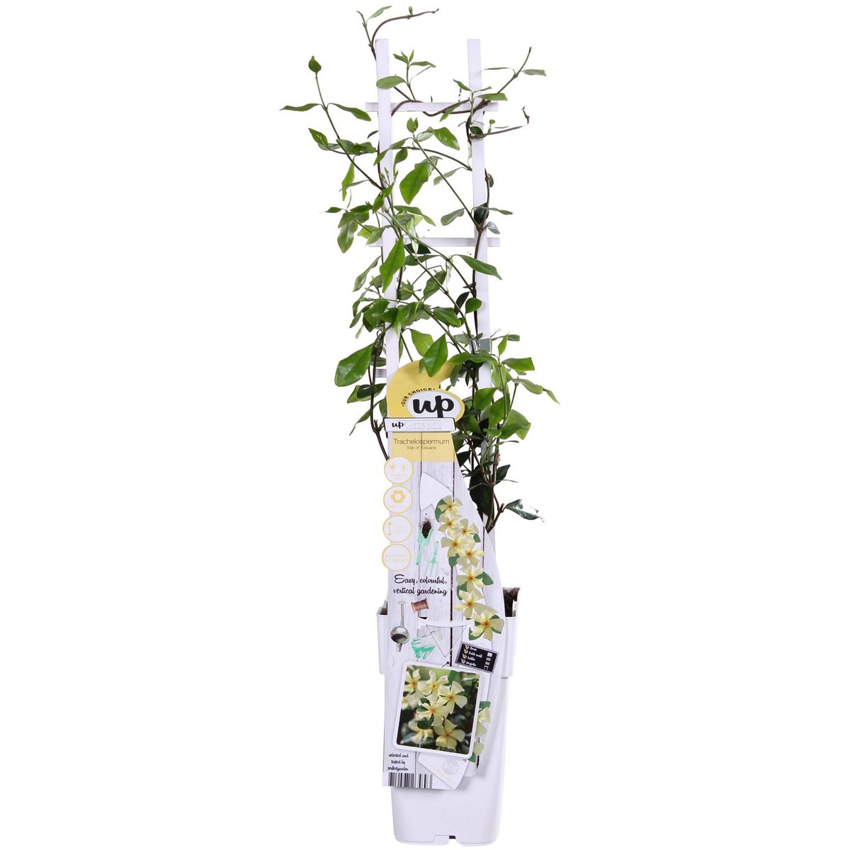 Trachelospermum 'Star of Toscana' - Tuscan Jasmine Geel - Ø15cm - ↕65cm