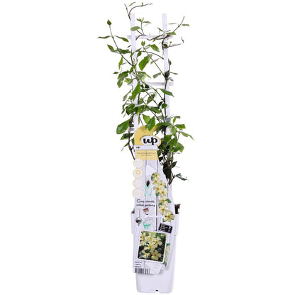 Trachelospermum 'Star of Toscana' - Tuscan Jasmine Geel - Ø15cm - ↕65cm