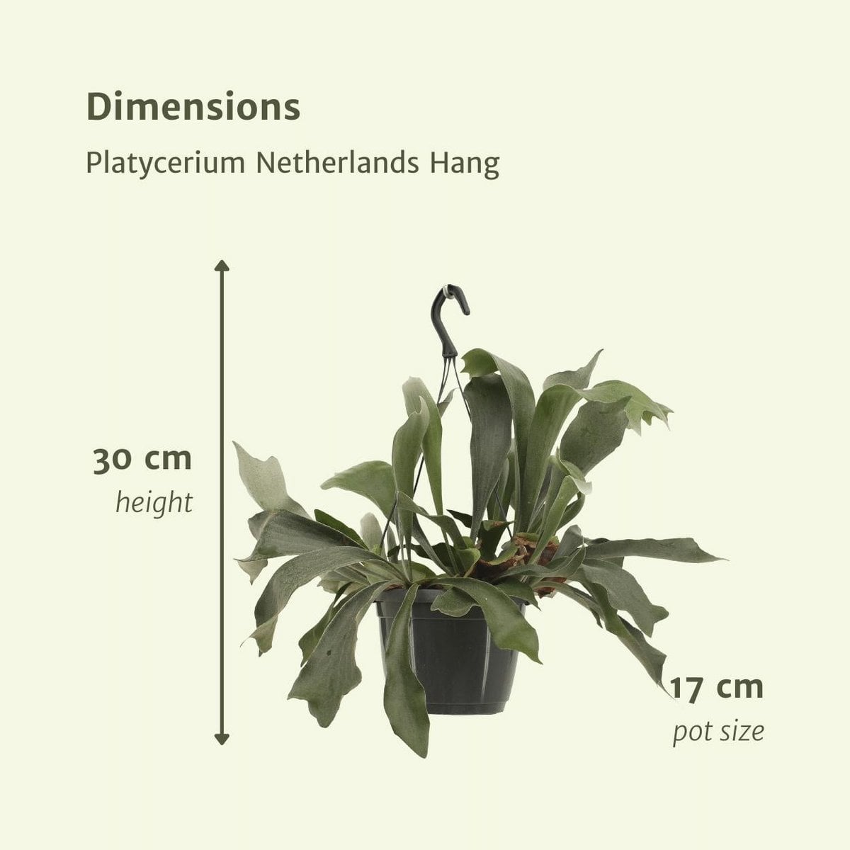 Platycerium Netherlands Hang - Staghorn fern - Ø17cm - ↕30cm