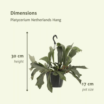 Platycerium Netherlands Hang - Staghorn fern - Ø17cm - ↕30cm