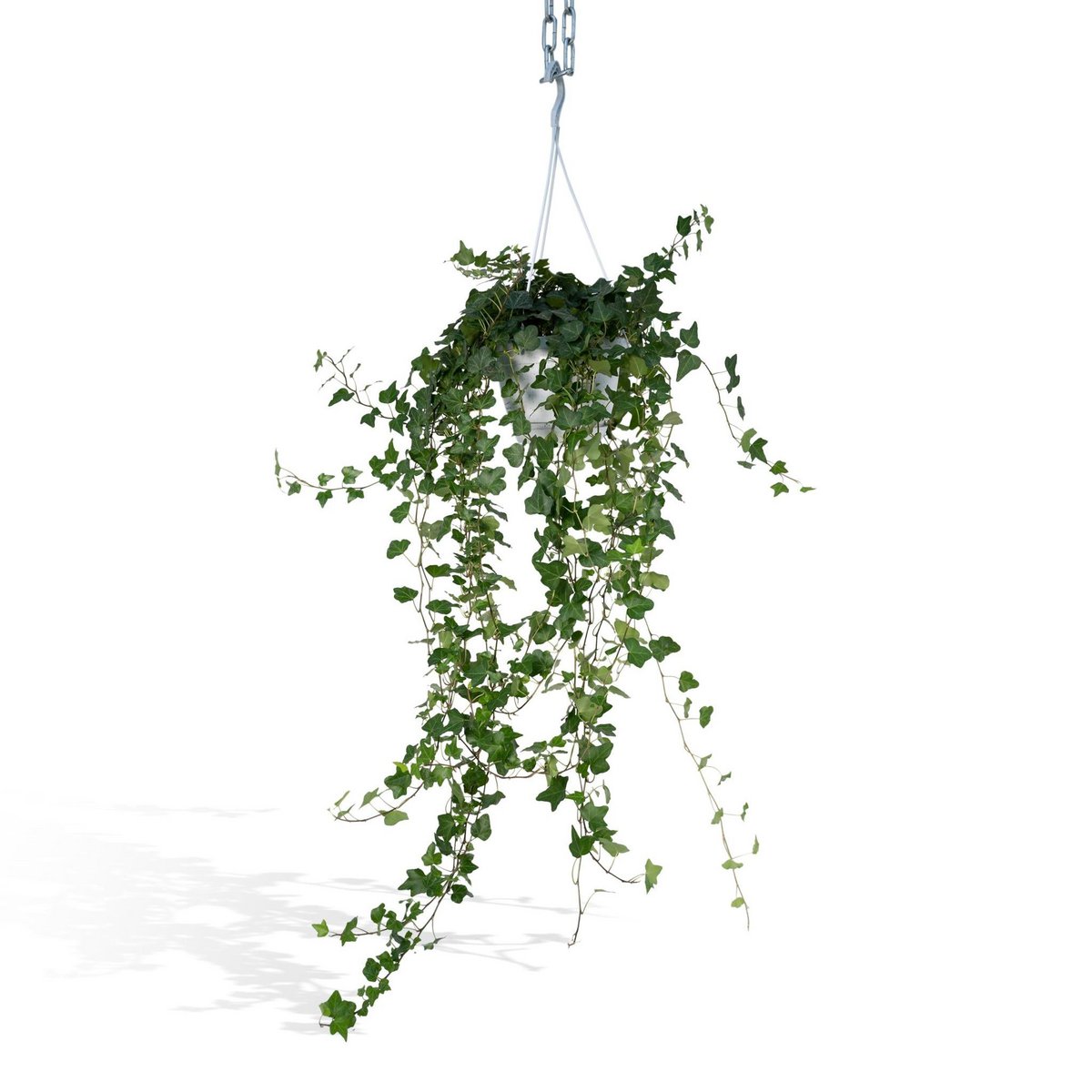 Hedera Wonder Green Hang - Ivy - Ø17cm - ↕70cm