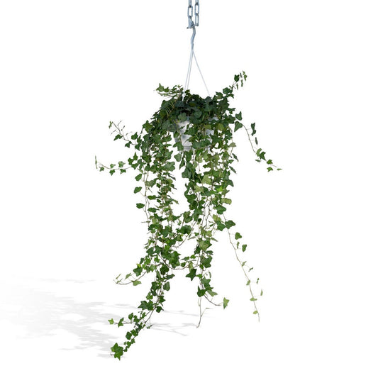 Hedera Wonder Green Hang - Ivy - Ø17cm - ↕70cm