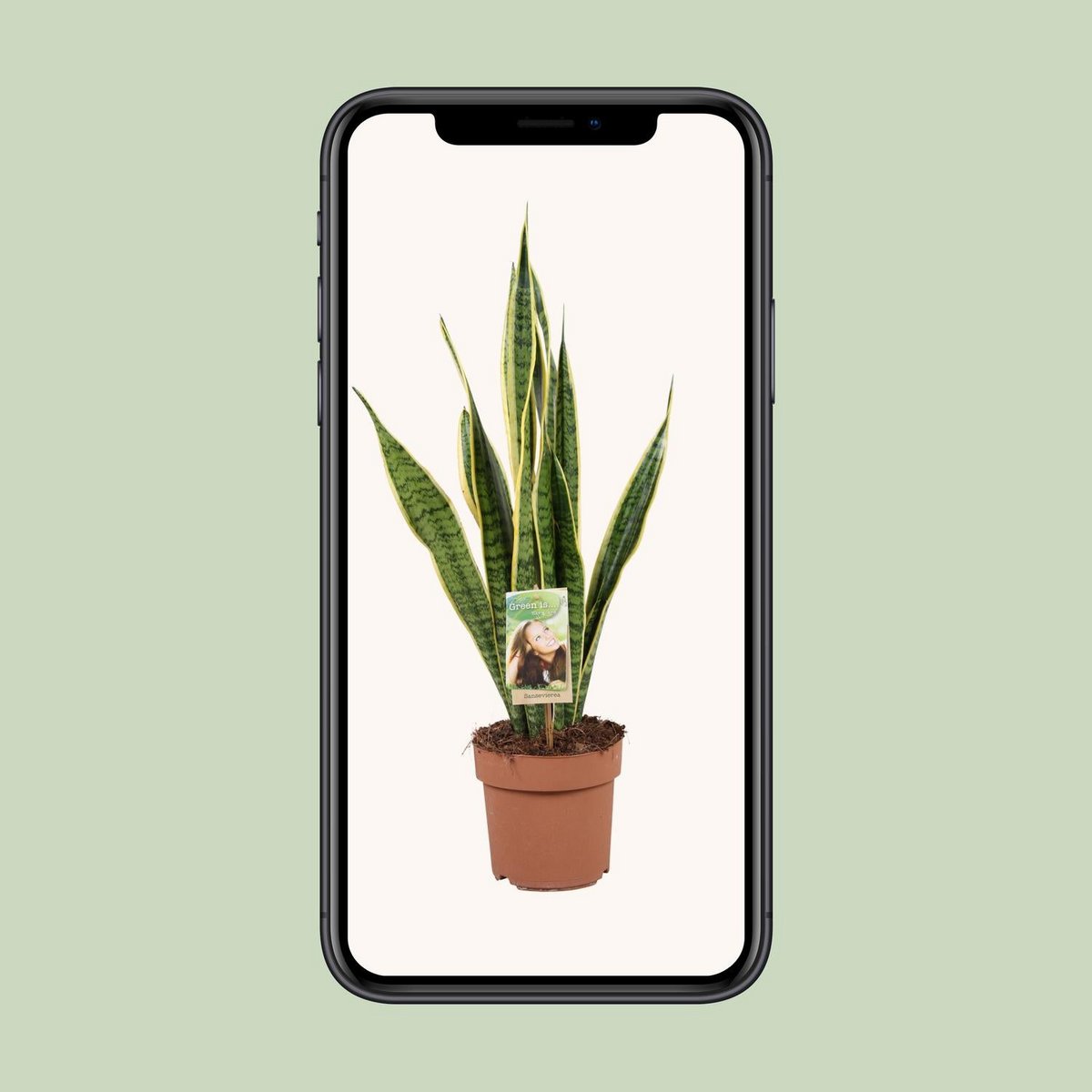 Sansevieria Laurentii | [P17-H60]