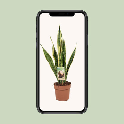 Sansevieria Laurentii | [P17-H60]