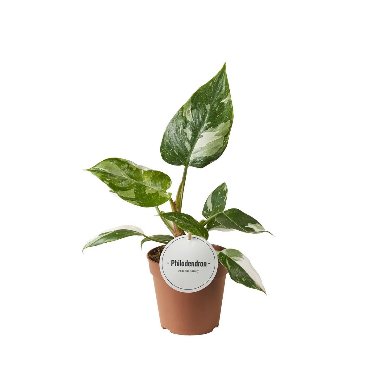 Philodendron White Princess - Ø12cm - ↕30cm