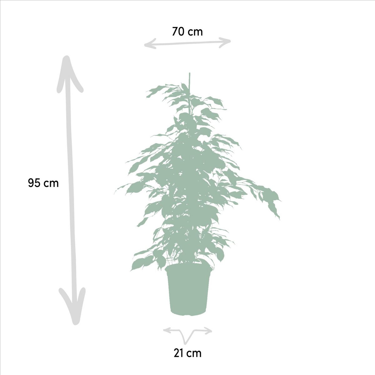 Ficus benjamina Danielle - Ø21cm - ↕95cm