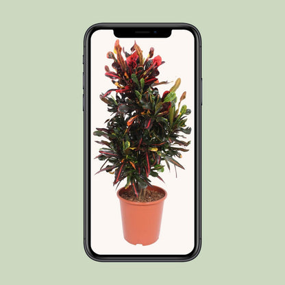 Codiaeum Mammi (Croton Mammi) | [P27-H100]