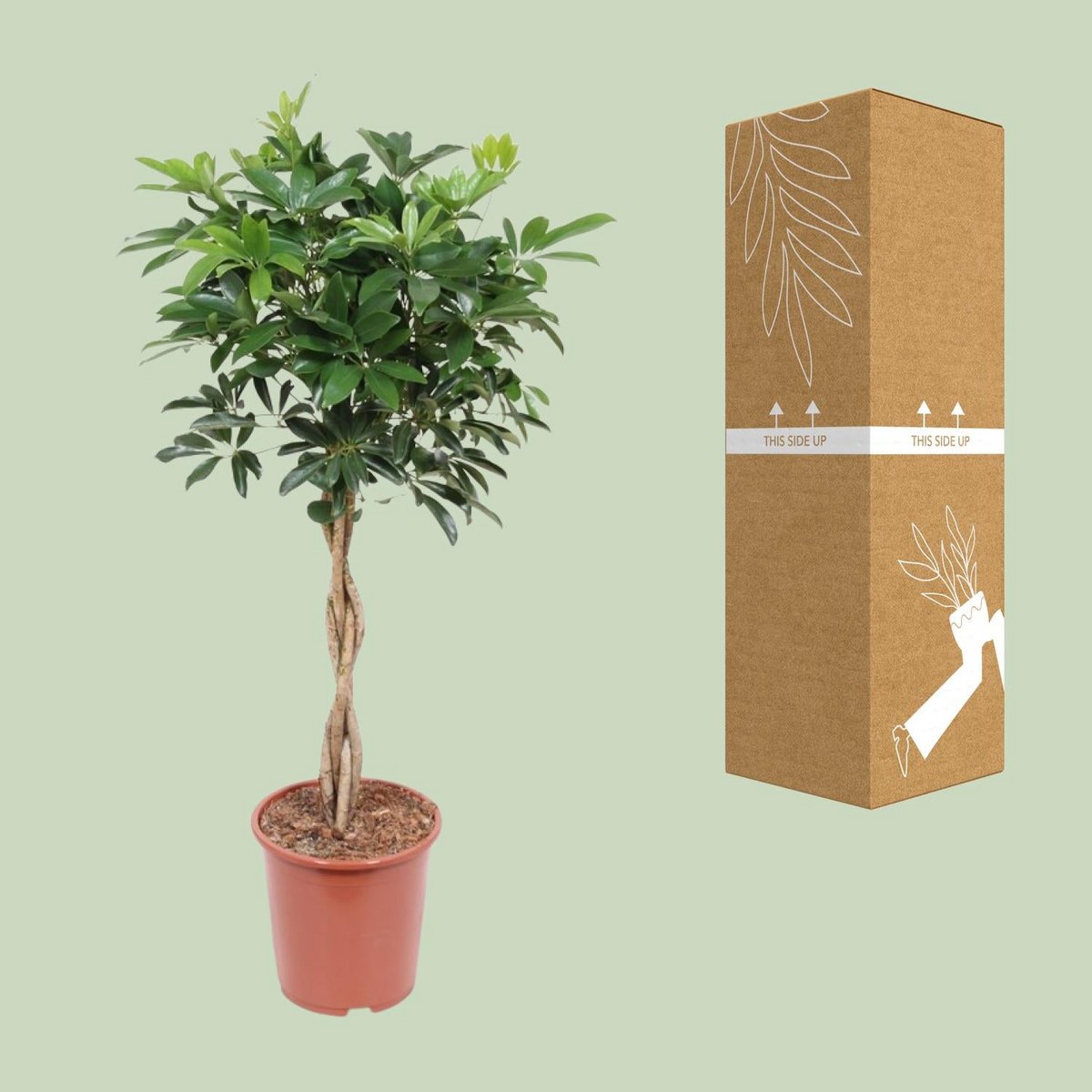 Schefflera Arboricola 'Compacta' | [P27-H120]