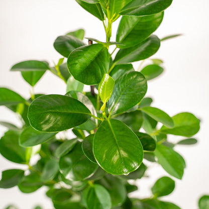 Ficus microcarpa Moclame - ↨95cm - Ø21cm + Mand Selin