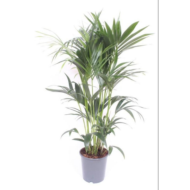 Howea Forsteriana - Ø24cm - ↕130cm