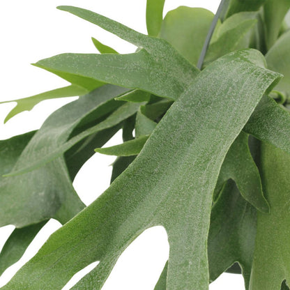 Platycerium Staghorn Hang - Staghorn fern - Ø21cm - ↕50cm