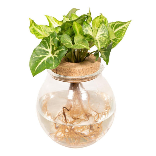 Syngonium Pixie in Convex Glass - Ø12cm - ↕30cm