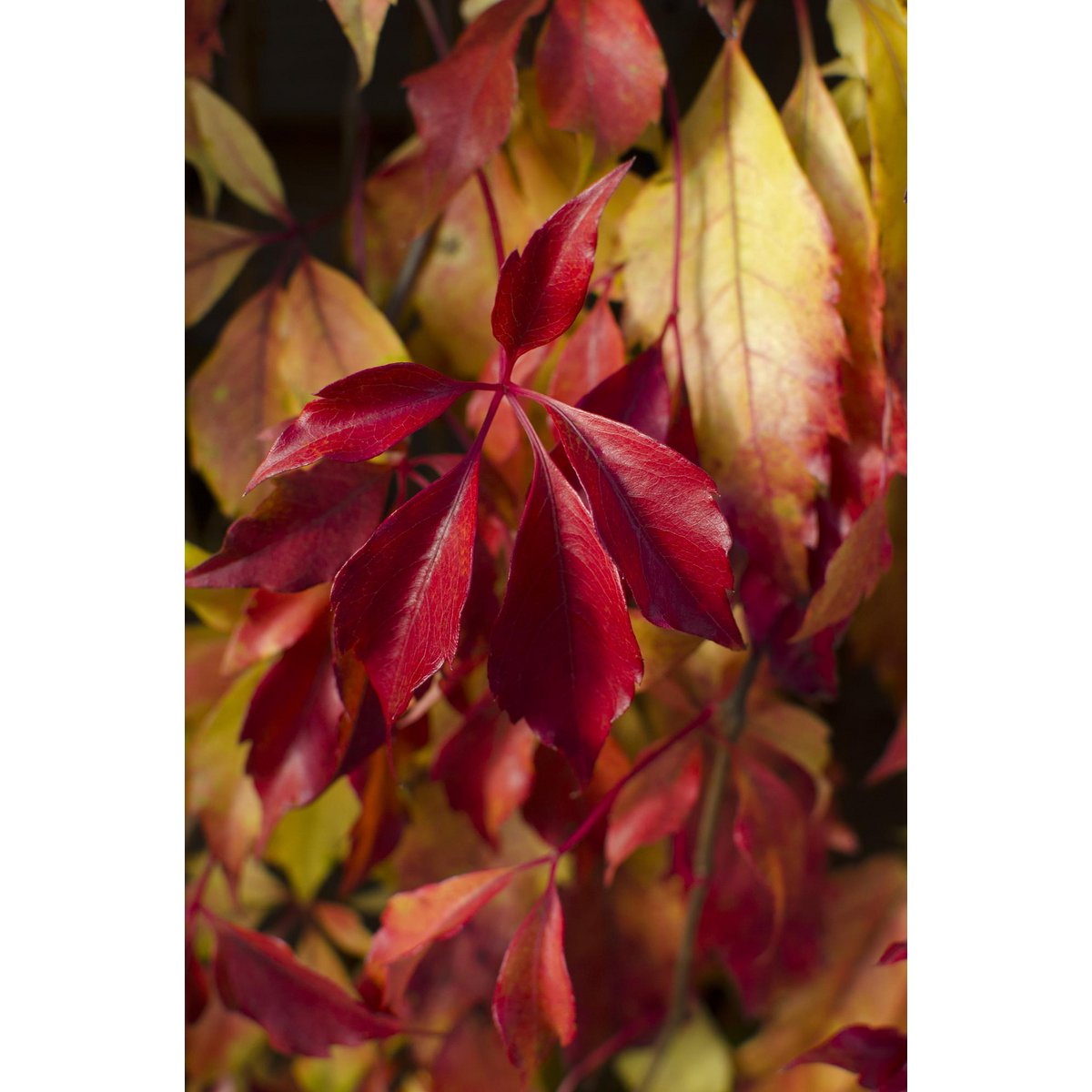 Parthenocissus Henryana - Chinese Wilde Wingerd - Ø15cm - ↕65cm