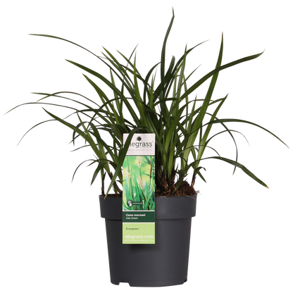 3x - Carex morrowii 'Irish Green' - ↨30cm - Ø14