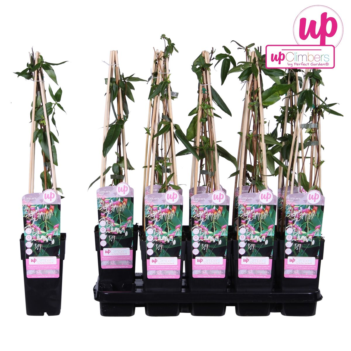 Lonicera henryi - ↕65cm - Ø15