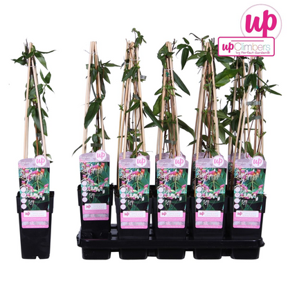 Lonicera henryi - ↕65cm - Ø15