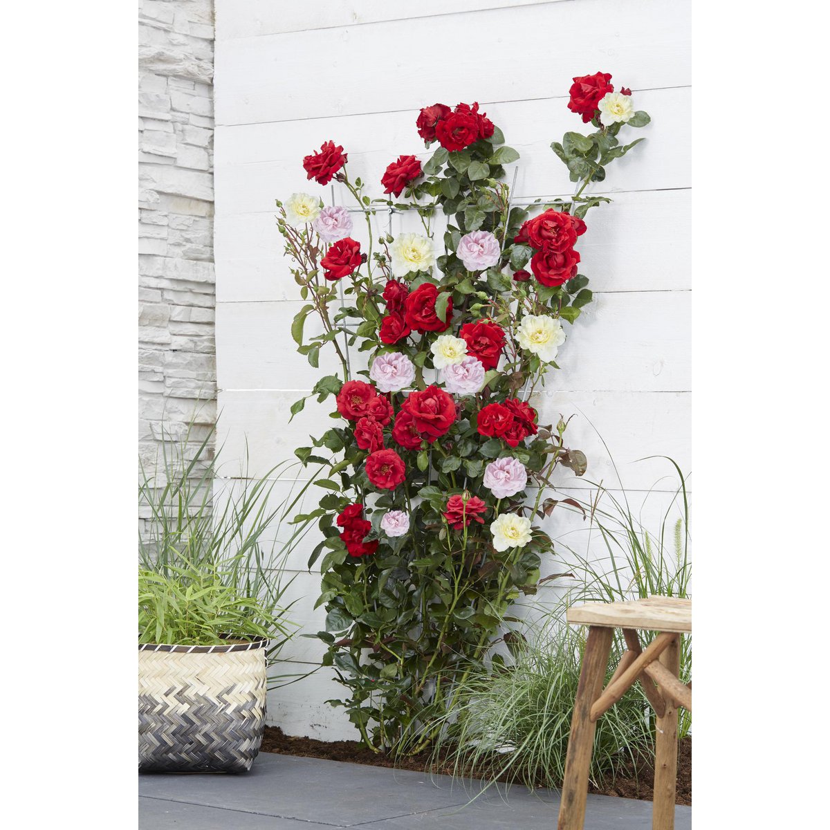 Rosa Crazy in love 'Pink' - ↕65cm - Ø15