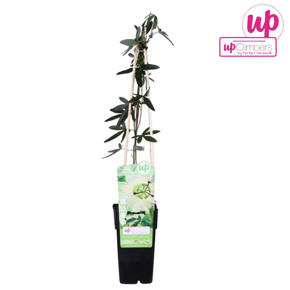 Passiflora caerulea 'Constance Elliot' - ↕65cm - Ø15