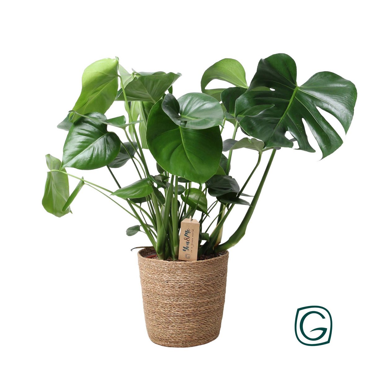 Monstera In Natural Basket - Ø21cm - ↕60cm