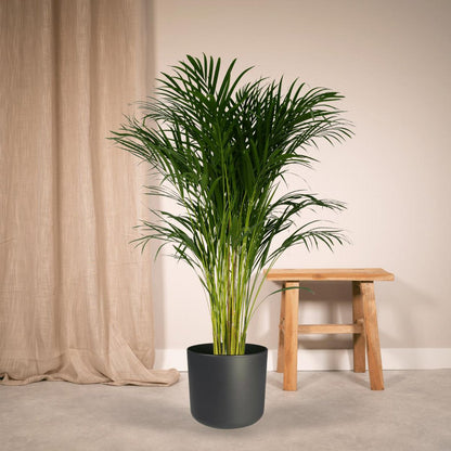 Dypsis Lutescens - Areca Palm - Ø24cm - ↕120cm