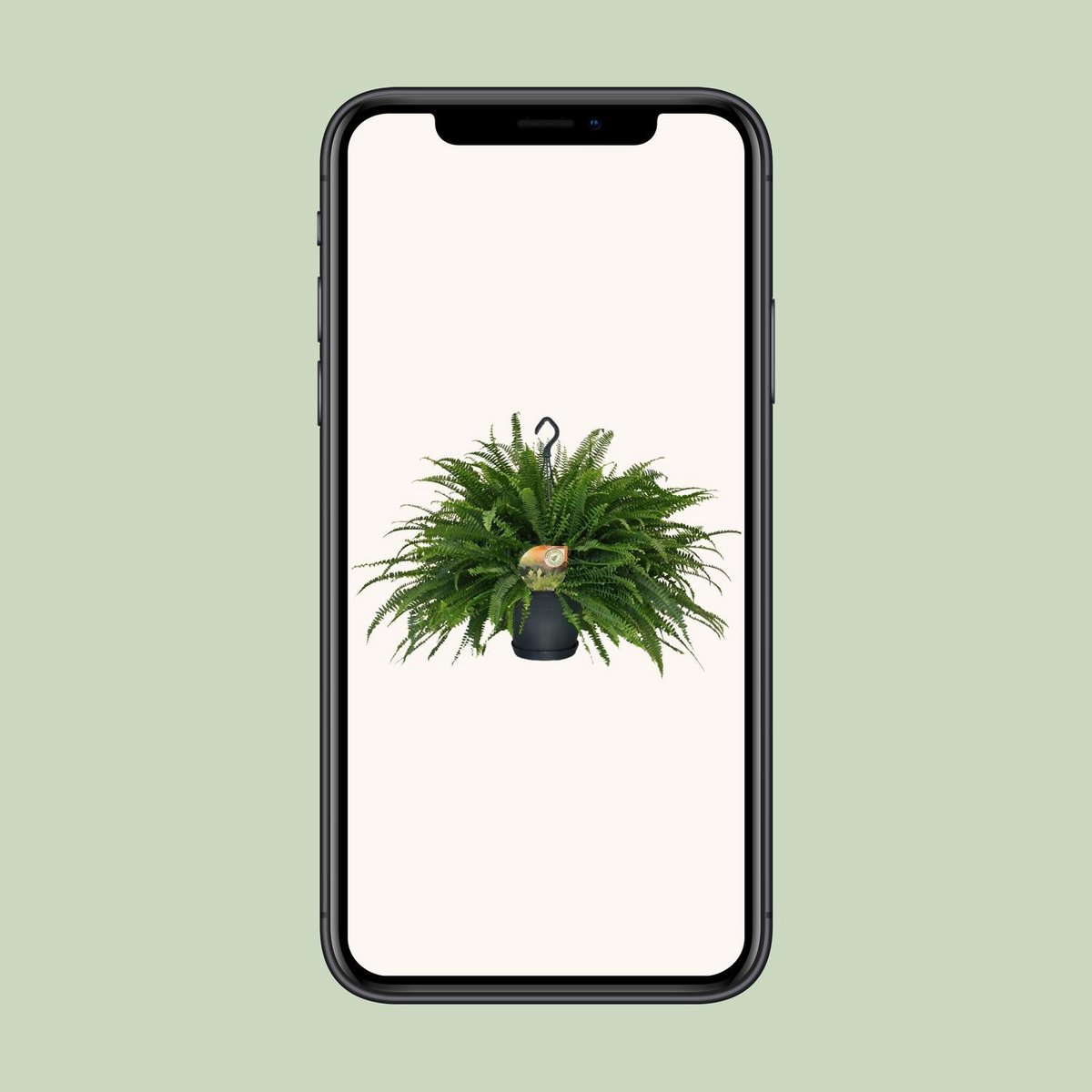 Nephrolepis Green Lady Hangpot | [P20-H60]