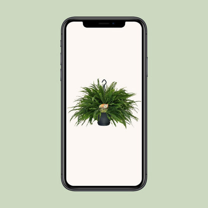 Nephrolepis Green Lady Hangpot | [P20-H60]