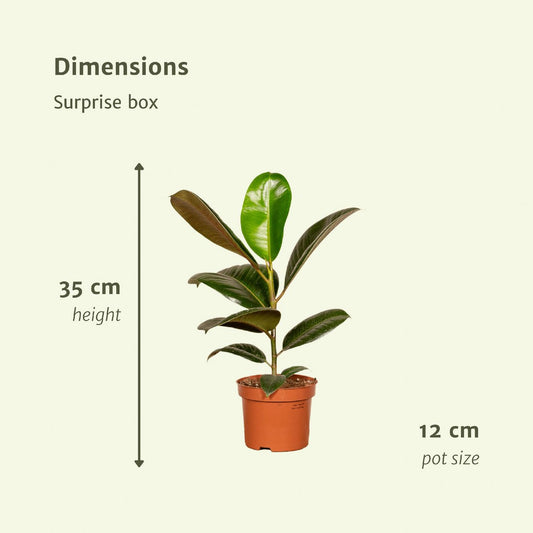 Surprise box - 6 various houseplants - Ø12cm - ↕10-25 cm