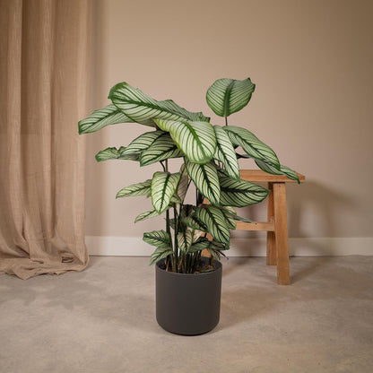 Calathea Whitestar - Peacock plant - 50cm - Ø19