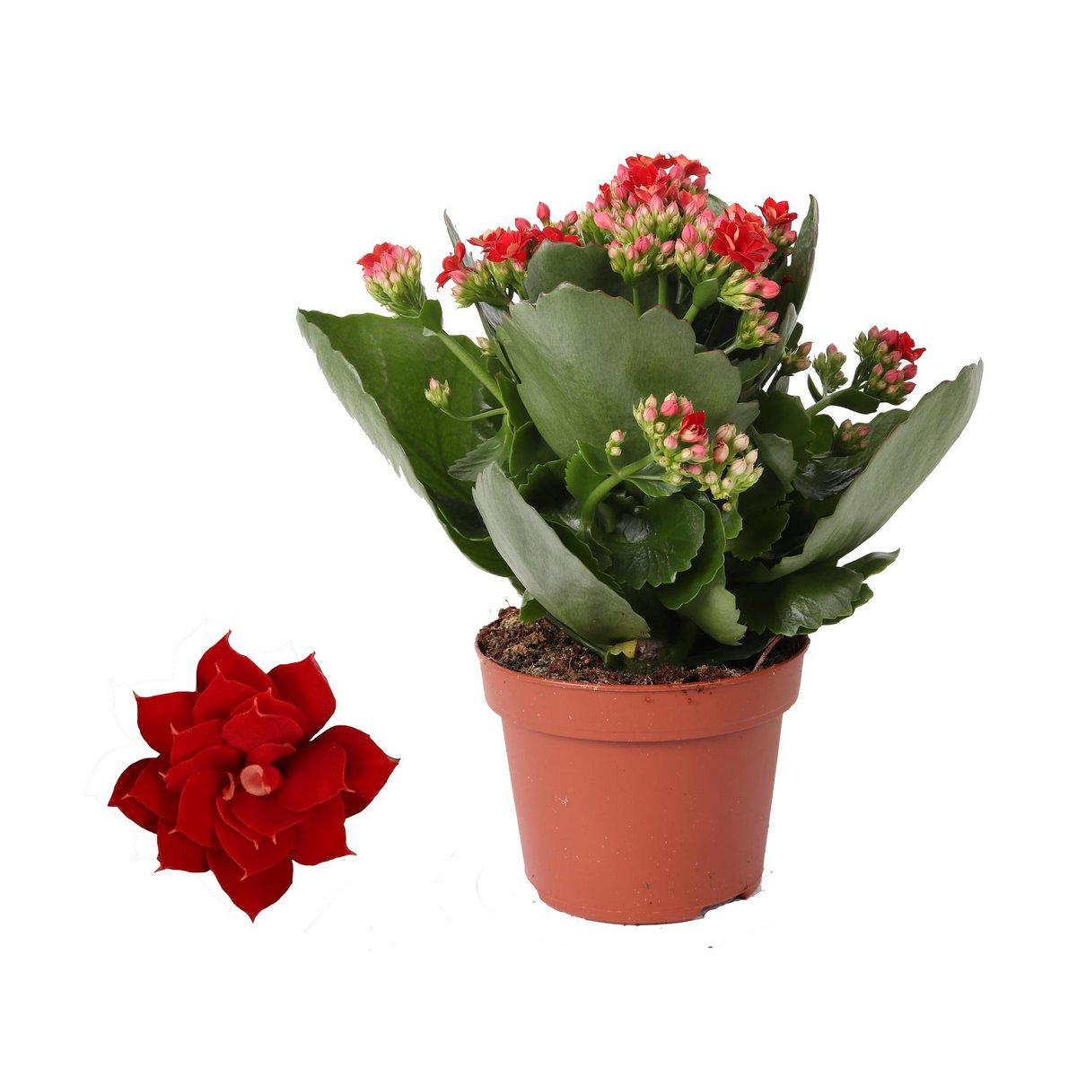 Kalanchoe Rosalina Don Justino Rood - Ø12cm - ↕27cm