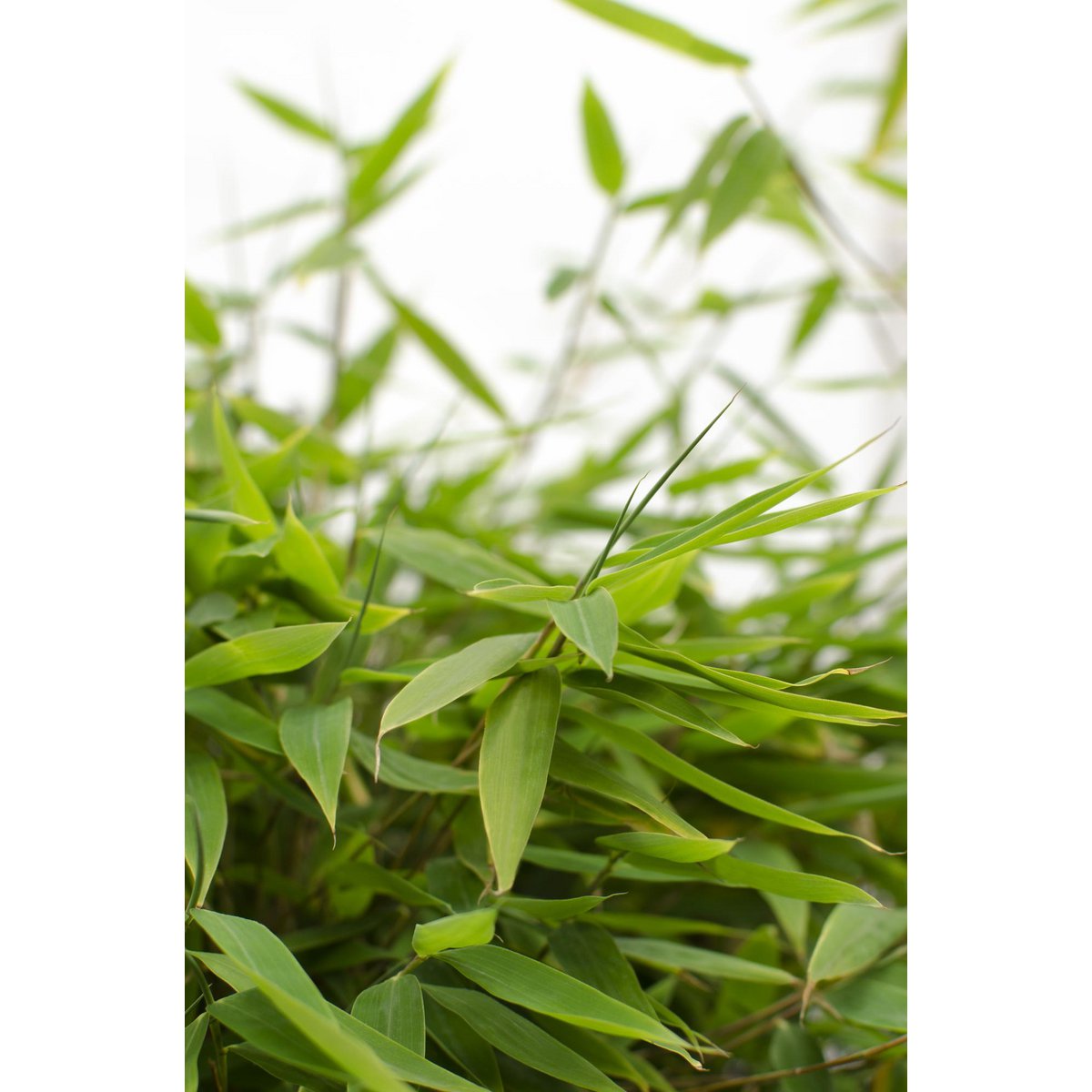 Fargesia 'Moontears'â® Boobux - Compact growing, non -proliferating bamboo - Ø29cm - ↕70cm