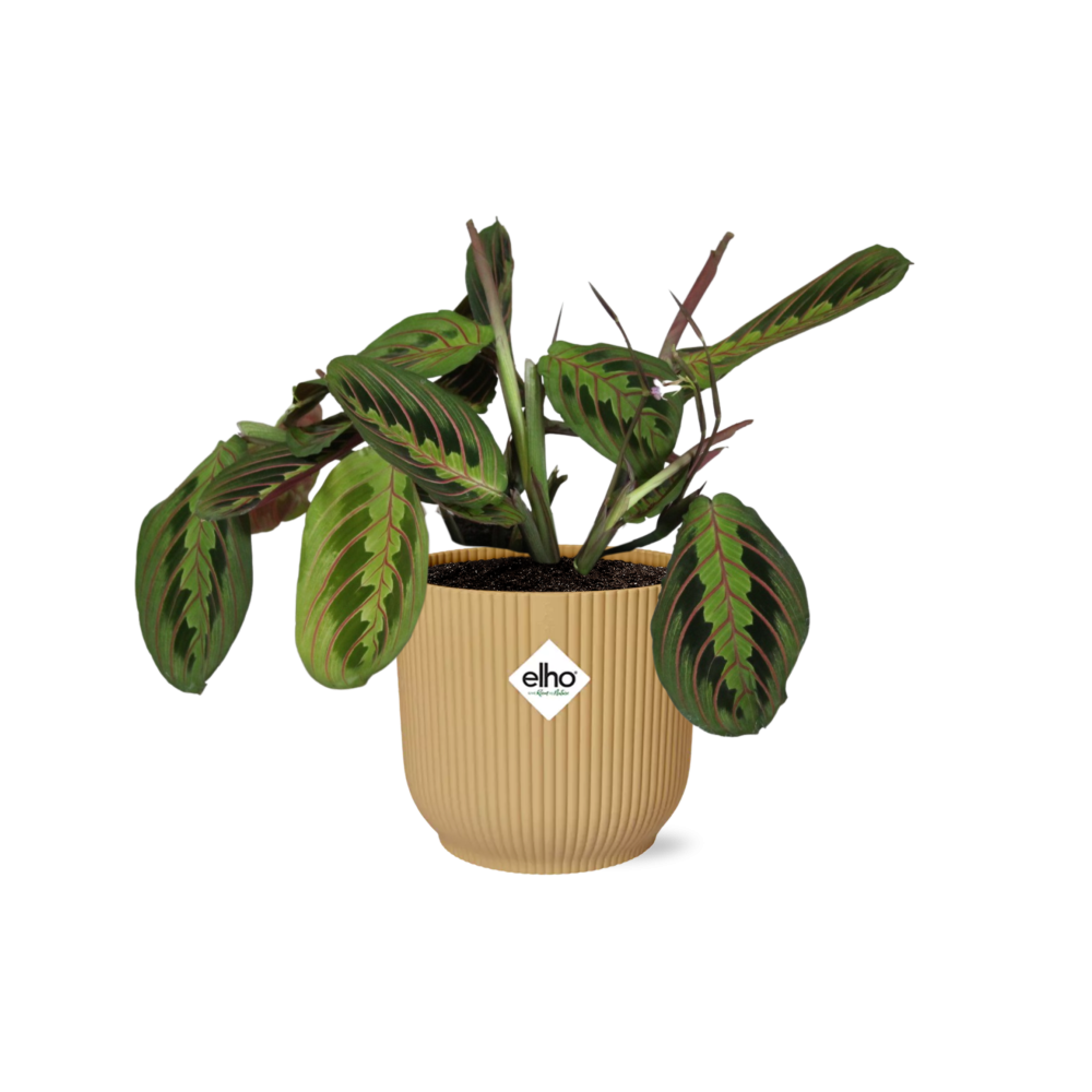 Maranta Leuconeura ‘Fascinator’ Tricolor in ELHO Vibes Fold 14cm geel