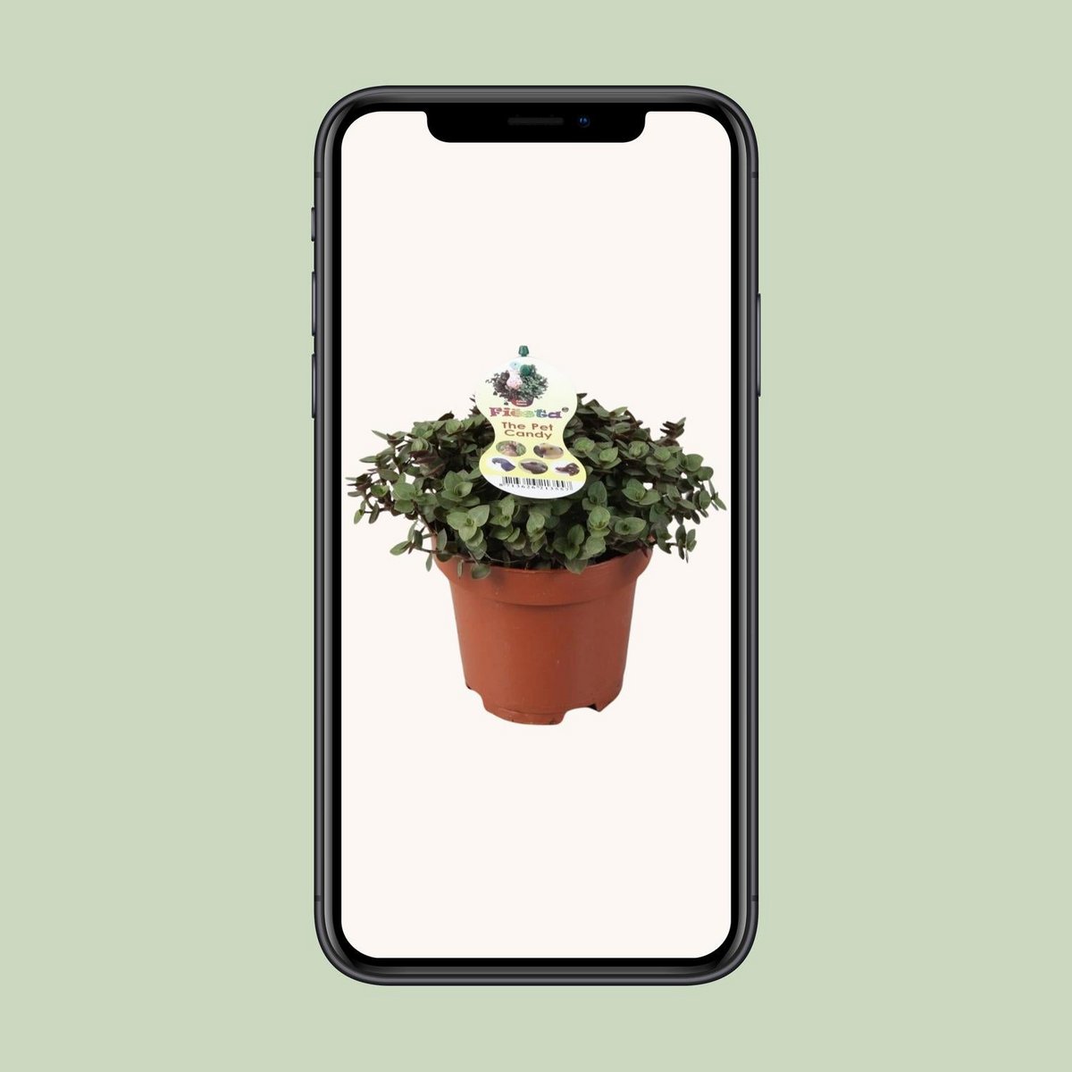 Calissia Repens | [P12-H17]