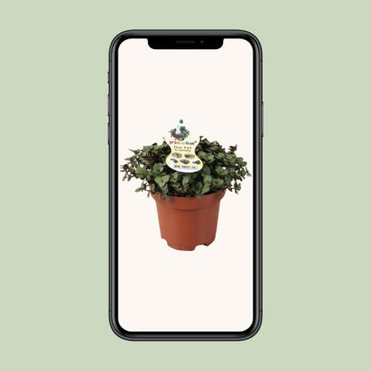 Calissia Repens | [P12-H17]