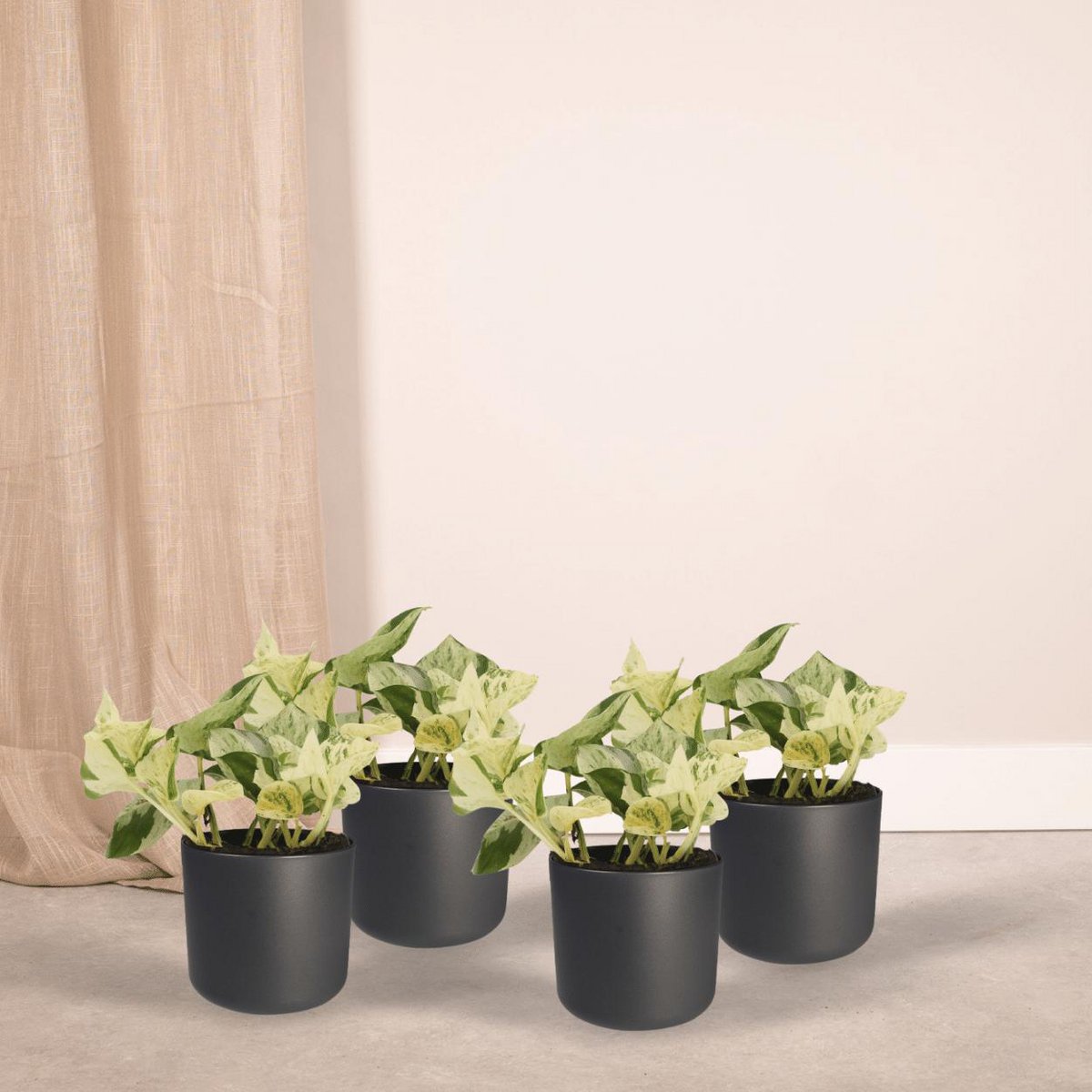 Epipremnum Happy Leaf - 4 pieces - ø12cm - ↕15cm