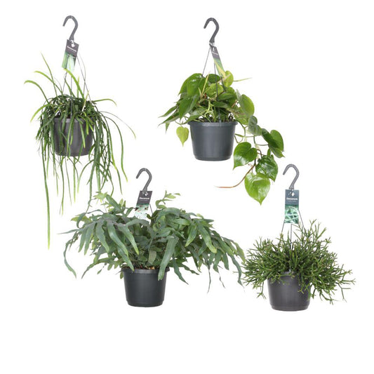 Hangende Groenparels - 4 stuks - Ø17cm - ↕30-50cm