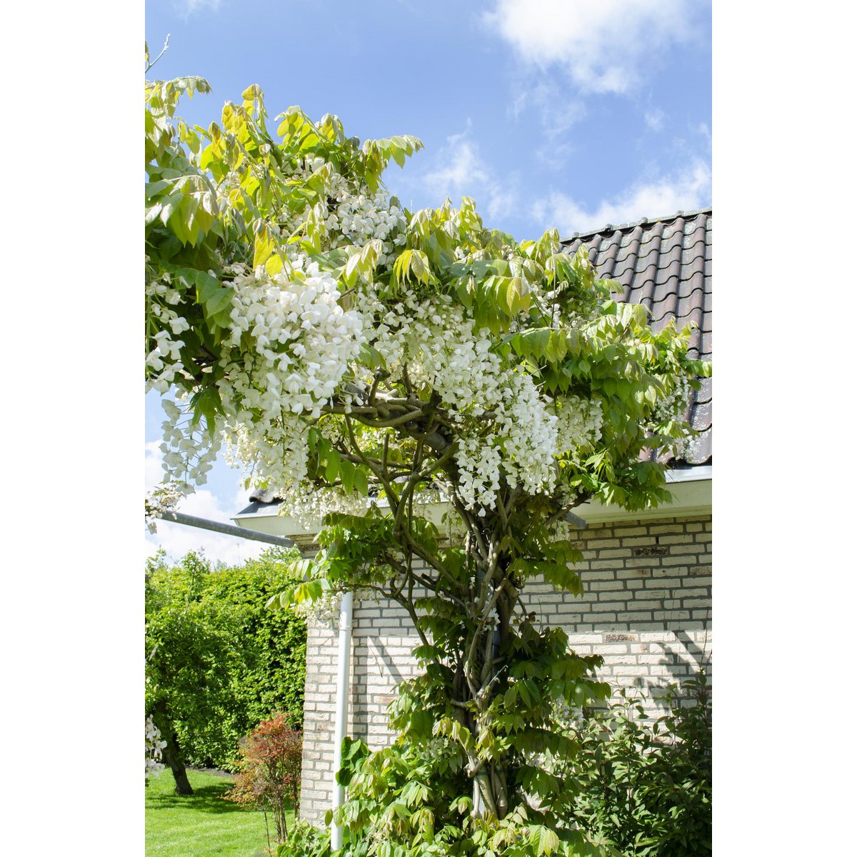 Wisteria floribunda 'longest white' - ↕65cm - ø15