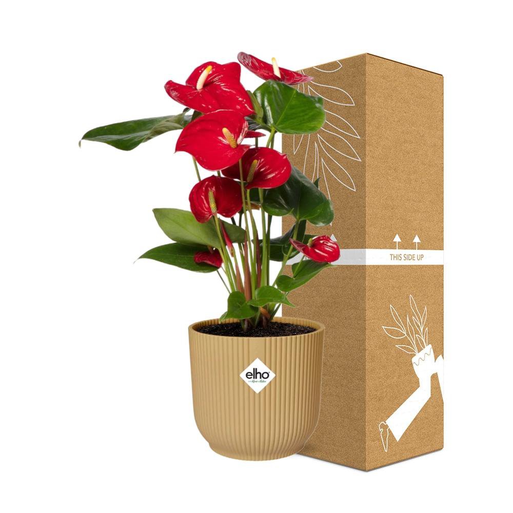 Anthurium Red 12cm in ELHO Vibes Fold 14cm geel