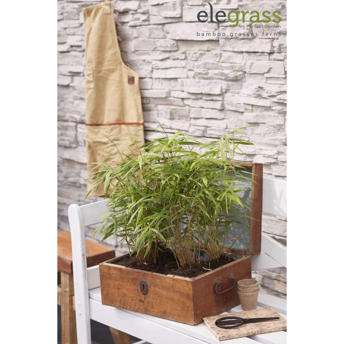 Fargesia Rufa - ↕40cm - Ø14