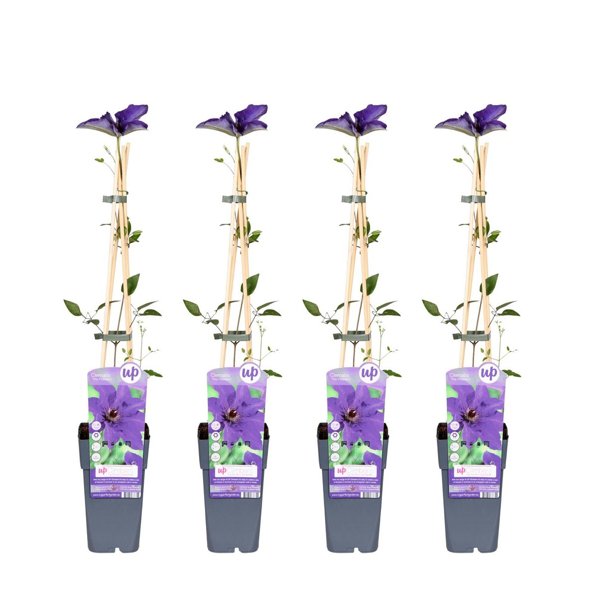 4x - Clematis The President - ↨65cm - Ø15