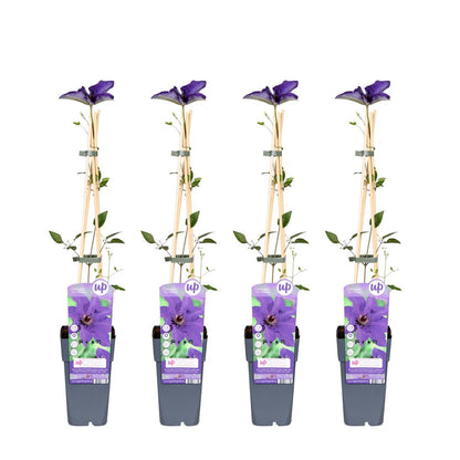 4x - Clematis The President - ↨65cm - Ø15