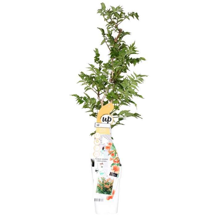 Campsis Indian Summer - Trumpet flour Orange - Ø15cm - ↕65cm - Ø15 - ↨65cm
