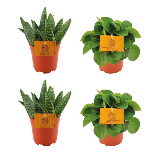 2x Aloe Paradisicum + 2x Peperomia Rana Verde - 4 stuks - Ø10.5cm - ↕10cm