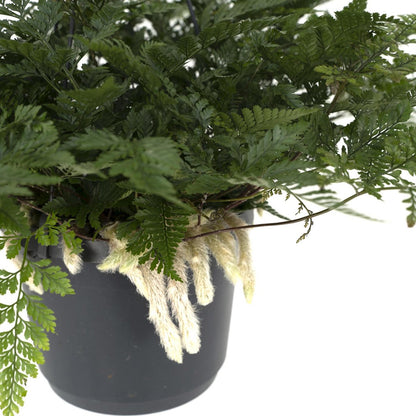 Humata Tyermannii Hang - Hare's Foot Fern - Ø17cm - ↕20cm